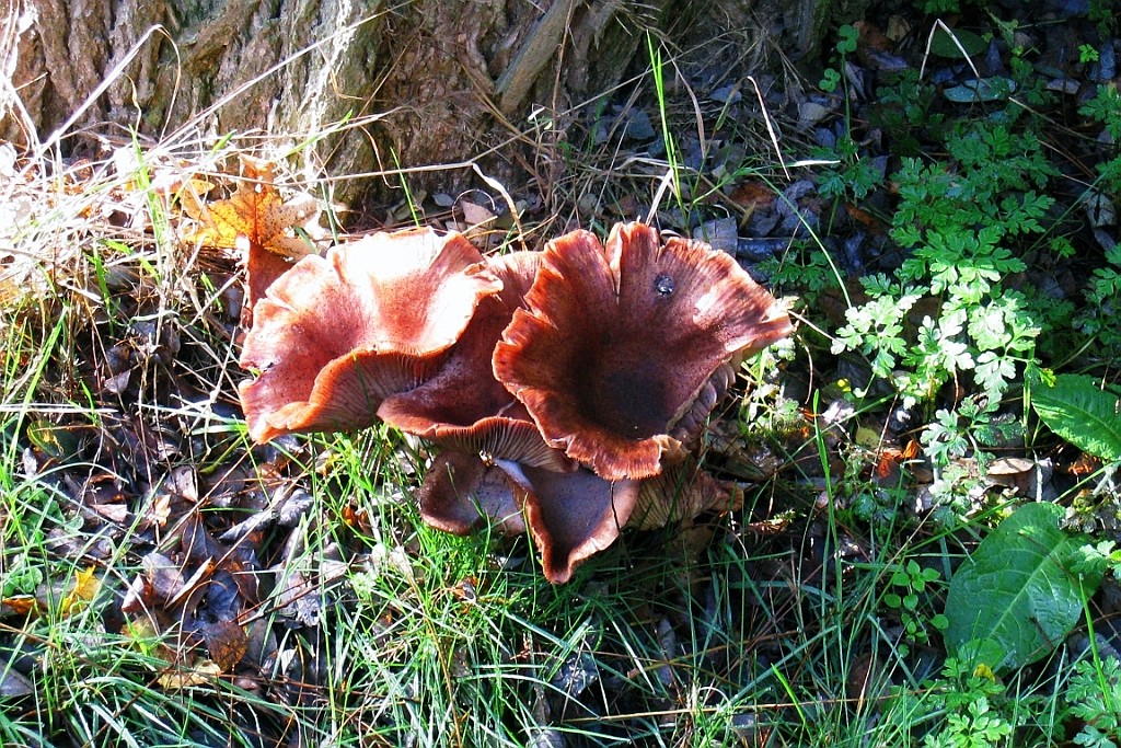Vennenbos (15).jpg